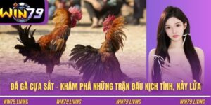 Đá Gà Cựa Sắt - Khám Phá Những Trận Đấu Kịch Tính, Nảy Lửa