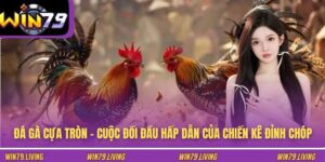 Đá Gà Cựa Tròn - Cuộc Đối Đầu Hấp Dẫn Của Chiến Kê Đỉnh Chóp