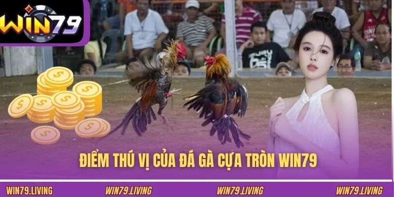 Điểm thú vị của đá gà cựa tròn WIN79