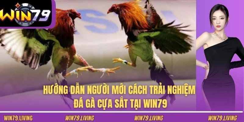 Hướng dẫn người mới cách trải nghiệm đá gà cựa sắt tại WIN79
