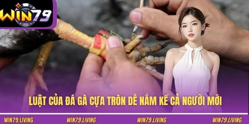 Luật của đá gà cựa tròn dễ nắm kể cả người mới