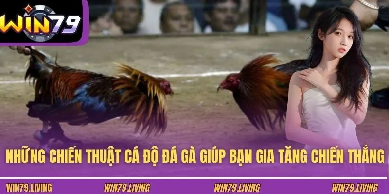 Những chiến thuật cá độ đá gà giúp bạn gia tăng chiến thắng