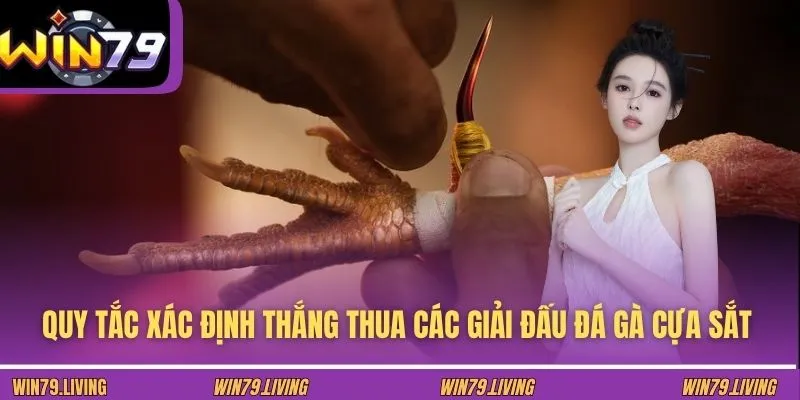 Quy tắc xác định thắng thua các giải đấu đá gà cựa sắt