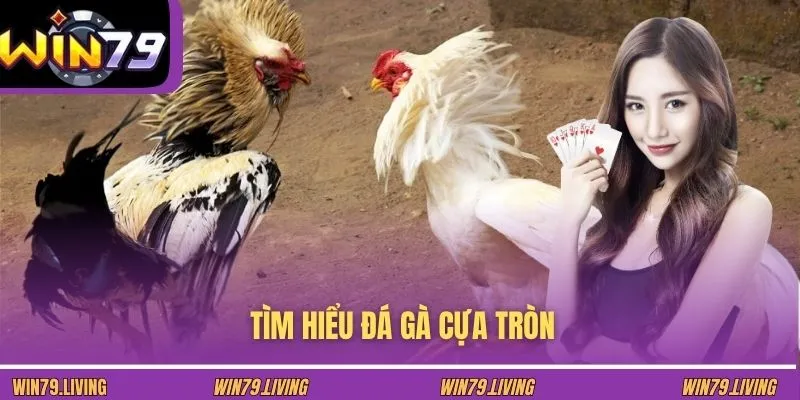 Tìm hiểu đá gà cựa tròn