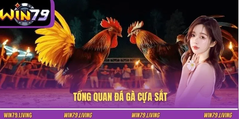 Tổng quan đá gà cựa sắt