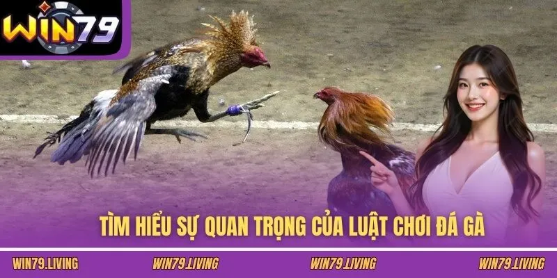 Tìm hiểu sự quan trọng của luật chơi đá gà